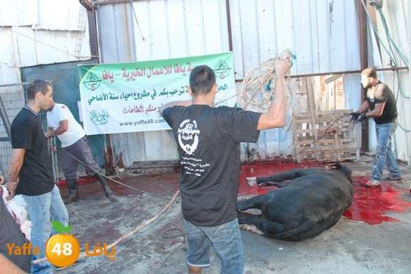 ada7y 116 n1 (43).JPG